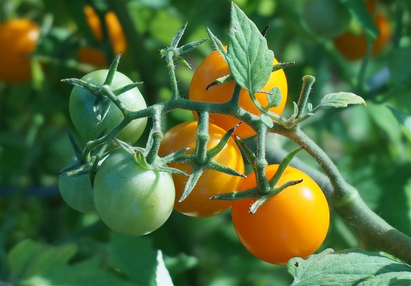 выращиваем томаты